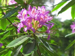 Hellvioletter Rhododendron im Sonnenschein als Dankeschön für Sie