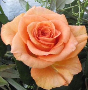 Voll erblühte apricotfarbene Rose. Als herzliches Dankeschön an Verena und für Ihr Vertrauen.