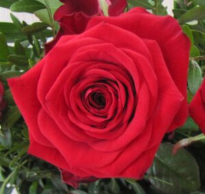 Eine rote Rose als Geschenk für Sandra, als kleines Dankeschön für Ihre Rückmeldung.
