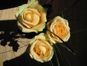 Drei gelbe Rosen für Susanne als keines Dankeschön für ihr liebevolles feedback.