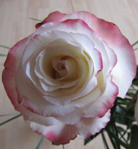 Rose weiß-rot - Ein kleines Dankeschön an Rosemarie