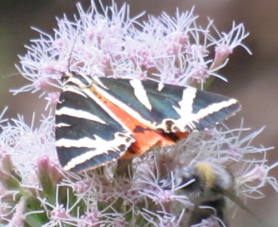 Schwarz weißer, oranger Schmetterling mit Biene auf Blume