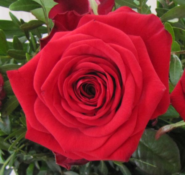 Wunderschöne dunkelrote Rose
