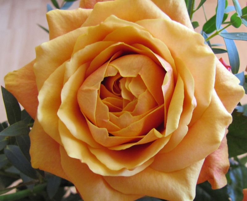Bezaubernde gelbe Rose