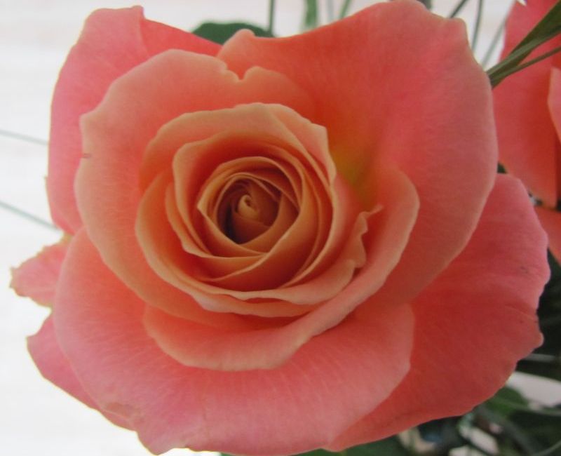 Wunderschöne lachsfarbene Rose