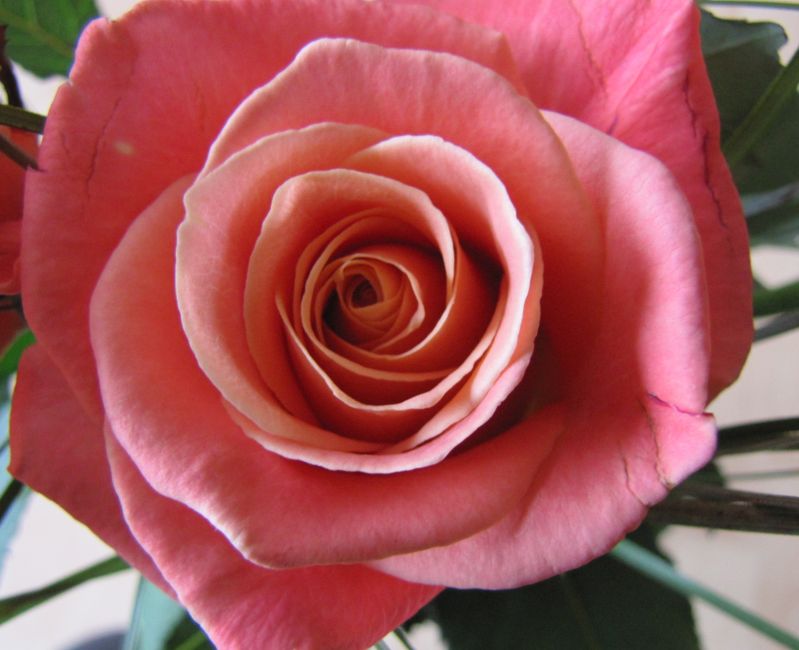 Wundervolle pinkfarbene Rose