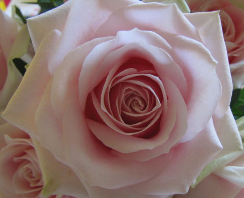 Schöne rosafarbene Rose