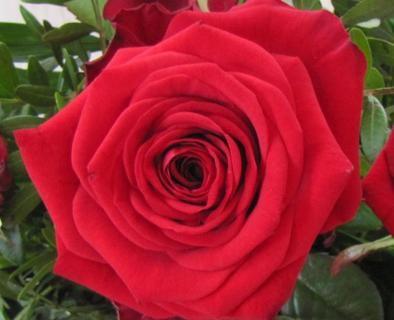 Wunderschöne rote Rose